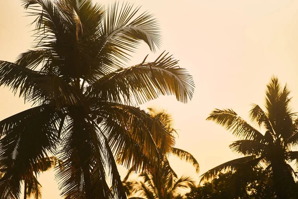 Palmy při západu slunce. Palmy proti modré obloze — Stock fotografie