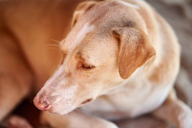 Keri 'de (Querim Sahili) evsiz köpek. Goa, Arambol