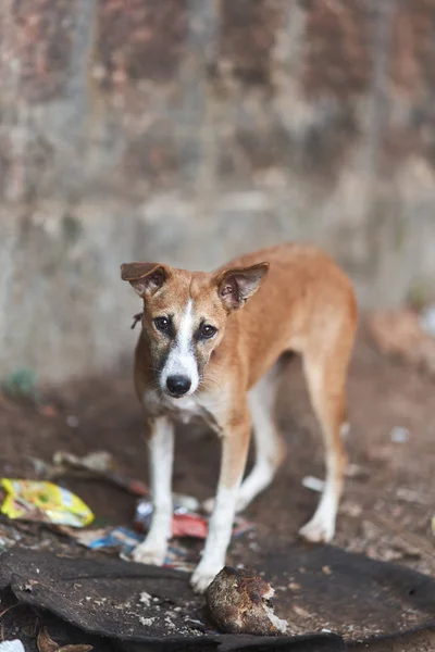 Άστεγο σκυλί στην πόλη. Γκόα, Αραμπόλ. — Φωτογραφία Αρχείου