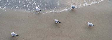 Baltık Denizi 'ndeki martılar