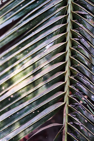 Green leaf of palm tree close up. Background. — Stock Photo, Image