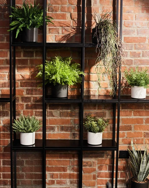 Indoor plants in pots on a shelf against the background of a red brick wall. Loft interior design