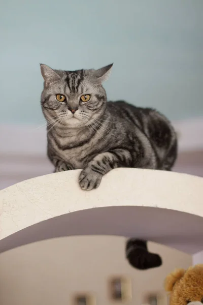 Gray brytyjski tłusty kot siedzi na stole — Zdjęcie stockowe