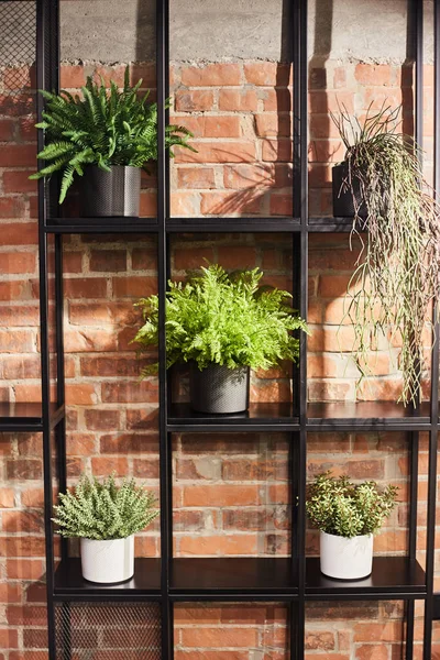 Indoor plants in pots on a shelf against the background of a red brick wall. Loft interior design — Stock Photo, Image