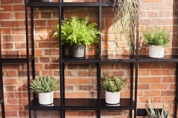 Zimmerpflanzen in Töpfen auf einem Regal vor dem Hintergrund einer roten Ziegelwand. Dachgeschossausstattung — Stockfoto