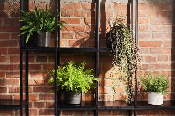 Indoor plants in pots on a shelf against the background of a red brick wall. Loft interior design