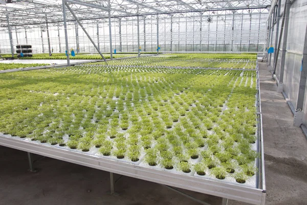 Growing plants in a greenhouse. Cultivation of potted plants in greenhouse conditions
