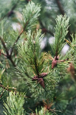 Green branches of spruce. Cones on spruce close-up