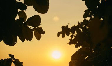 Gün batımı ağaçların yaprakları arasında. Gün batımında yaprakların siluetleri. Yaprak çerçevesi