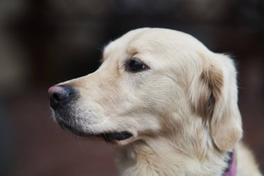 Golden Labrador Retriever with a collar sitting on the street. 
