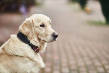 Golden Labrador Retriever with a collar sitting on the street. 