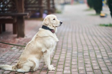 Golden Labrador Retriever with a collar sitting on the street. 