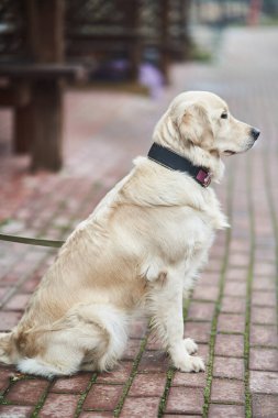 Golden Labrador Retriever with a collar sitting on the street. 