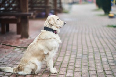Golden Labrador Retriever with a collar sitting on the street. 
