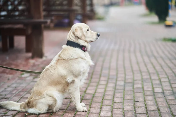 Golden Labrador Retriever with a collar sitting on the street. — ストック写真