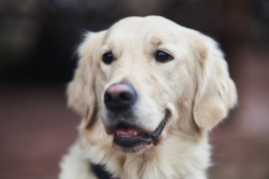 Golden Labrador Retriever with a collar sitting on the street. 