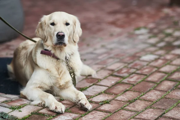Golden Labrador Retriever com um colarinho sentado na rua . — Fotografia de Stock