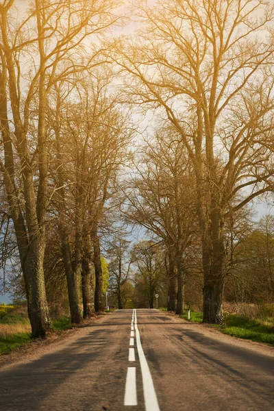 Callejón con árboles en primavera con el camino y el sol brillante — Foto de Stock