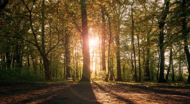 Peri ormanında gün batımı. Gün batımı güneş ışınları ağaçların yapraklarını kırıyor..