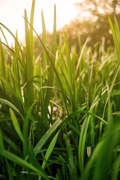 Zöld fű közelről. Bushes a tavon naplemente fényben — Stock Fotó