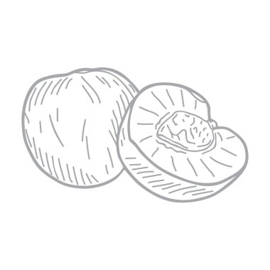 İki şeftalinin el çizimi vektör çizimi.