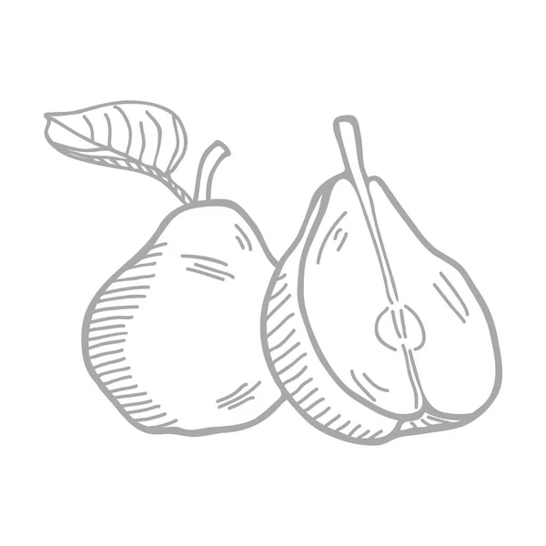 Hand Drawn Vector Illustration Set Pears Leaf — Stock Vector