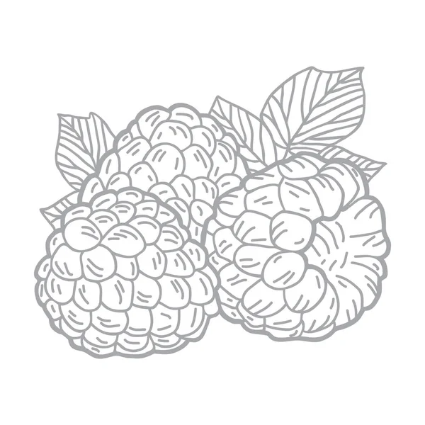 Hand Drawn Vector Illustration Raspberries Set — Stock Vector