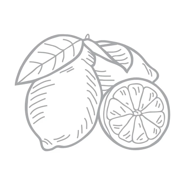 Dibujado Mano Vector Ilustración Conjunto Limones — Vector de stock