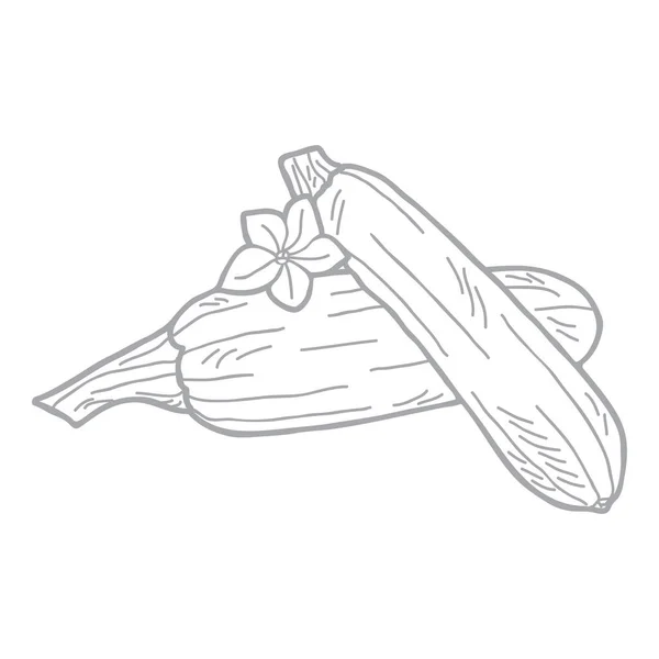 Handritad Vektor Illustration Uppsättning Zucchini — Stock vektor