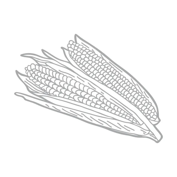 Corn Cob White Background Hand Drawn Vector Illustration — Stock Vector