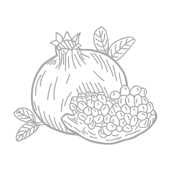 Pomegranate Slice Leaves Hand Drawn Vector Illustration — Stock Vector