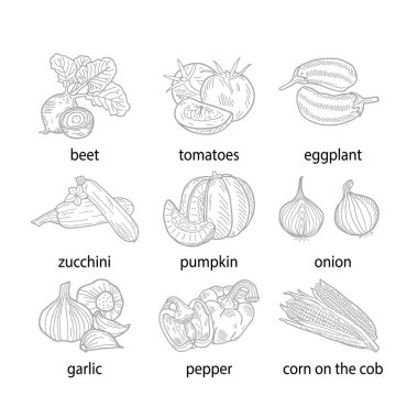 Bir sebze setinin el çizimi vektör çizimi.