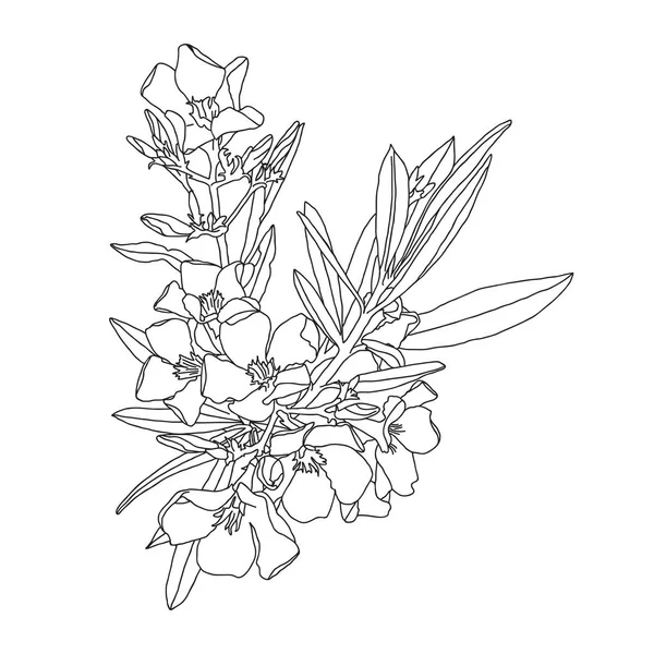 Hand Drawn Vector Illustration Oleander Flower White Background — Stock Vector