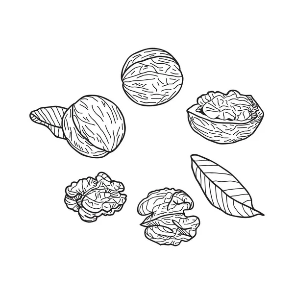 Set Walnuts White Background Hand Drawn Vector Illustration — Stock Vector