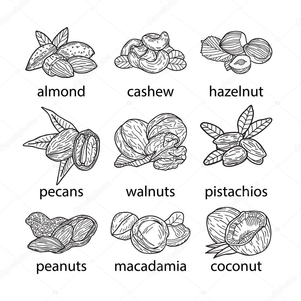 Set of nuts, vector hand-drawn illustration.