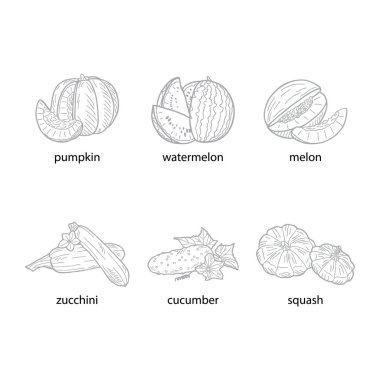 Beyaz arka planda bir grup balkabağı. El çizimi vektör illüstrasyonu.