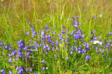 Yaz güneşli alan mavi çiçek