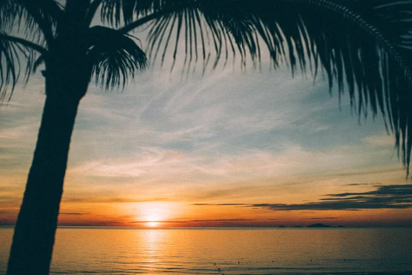 A naplemente a pálmafák mögött a tengeren — Stock Fotó
