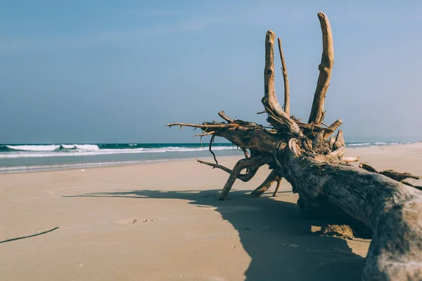 메마른 나무, 텅 빈 해변의 기슭에 뿌리를 내리는 나무 — 스톡 사진