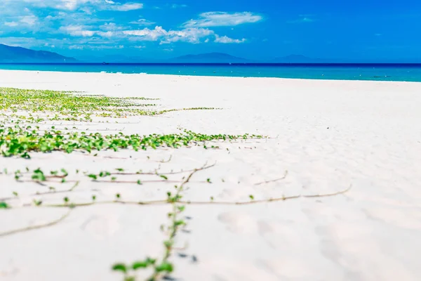 Kopya alanı olan boş deniz ve sahil arkaplanı — Stok fotoğraf