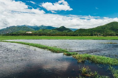 Tropikal iklimdeki dağlarda güzel yeşil pirinç tarlaları 