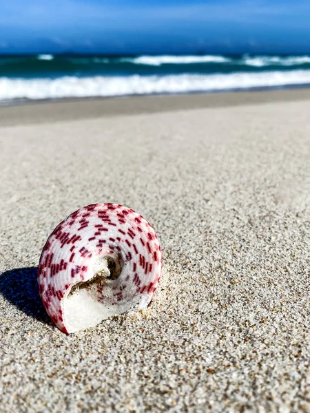 Deniz kenarında kumlu bir sırt üzerinde deniz kabuğu, arka plan — Stok fotoğraf