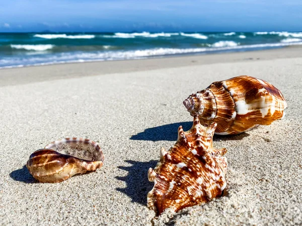 Seashell on a sandy ridge by the sea, background — 스톡 사진