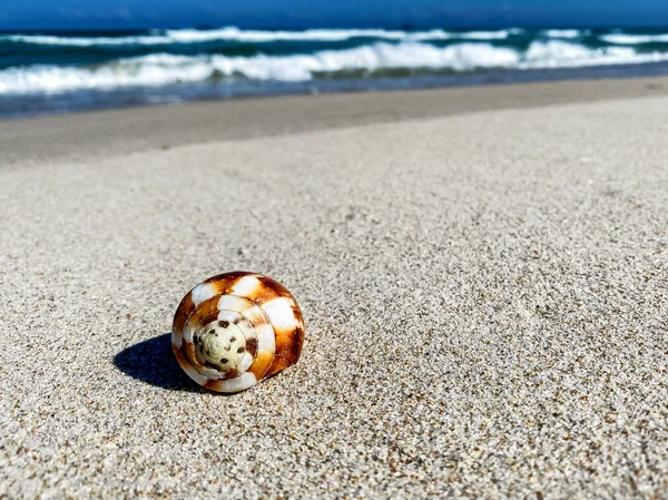 Seashell on a sandy ridge by the sea, background — 스톡 사진