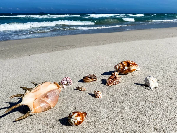 Seashell su un crinale sabbioso in riva al mare, sfondo — Foto Stock