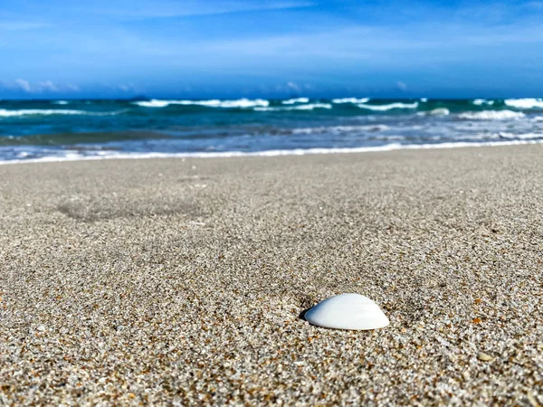 Deniz kenarında kumlu bir sırt üzerinde deniz kabuğu, arka plan — Stok fotoğraf