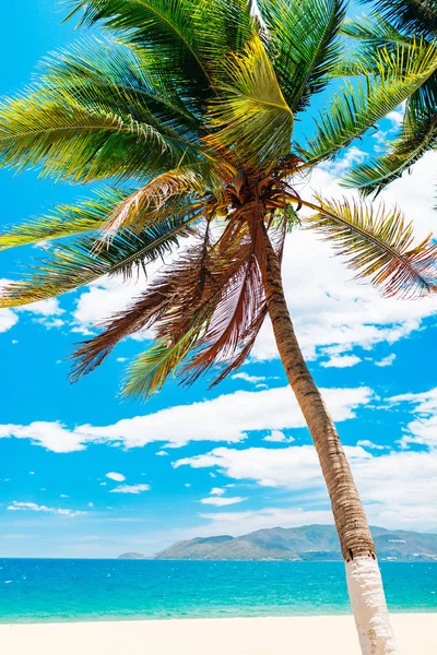 Sahilde palmiye. Deniz manzarası — Stok fotoğraf