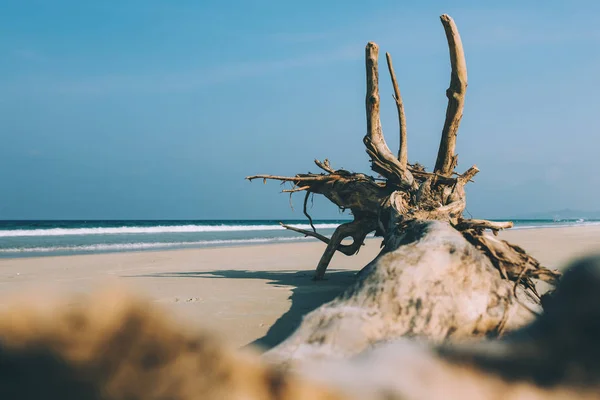 Dry tree, root on the shore of an empty beach, waves on the sea, blue sky — 스톡 사진
