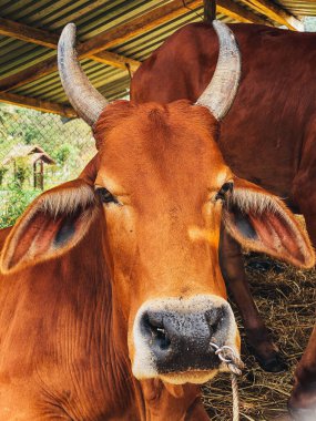 Sığırlar. İnek yakın plan, kırmızı-kahverengi inek ağılda yatıyor.