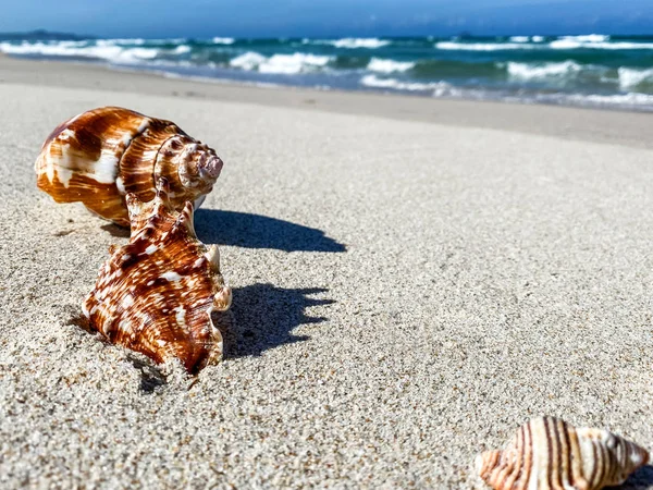 Seashell on a sandy ridge by the sea, background — 스톡 사진